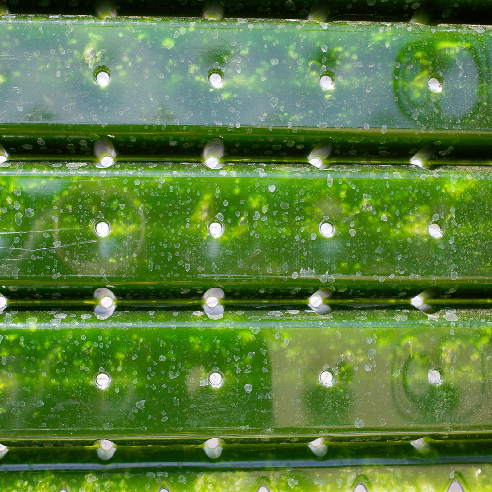 Close-up macro of green ribbed surfaces with water droplets, fresh and textured